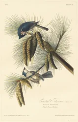 Haubenmeise, 1828