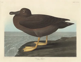 Dunkler Albatros, 1838