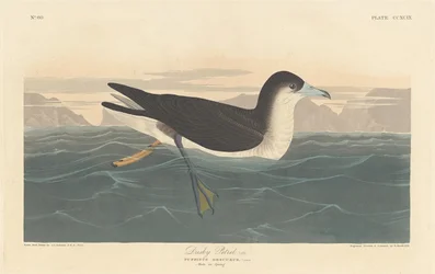 Dunkler Sturmtaucher, 1836