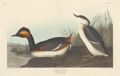 Ohrentaucher, 1838