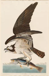 Fischadler, 1830