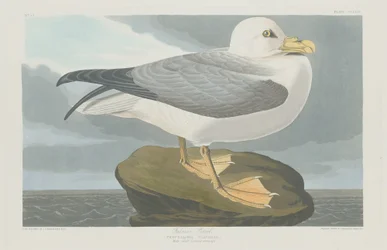 Sturmtaucher, 1835