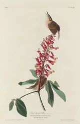 Großer Carolina-Zaunkönig, 1830
