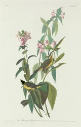 Grüner Schwarzkappen-Fliegenfänger, 1831.