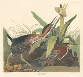 Grüner Reiher, 1836