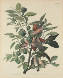 Bodentaube, 1833