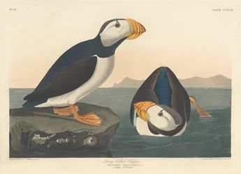 Großschnabel-Puffin, 1836