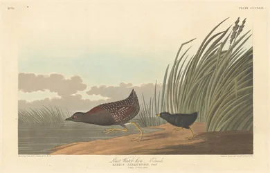 Kleinstes Sumpfhuhn, 1836