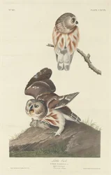 Steinkauz, 1834
