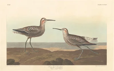 Langbeiniger Sandpiper, 1836