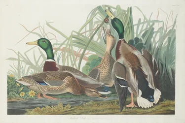 Stockente, 1834