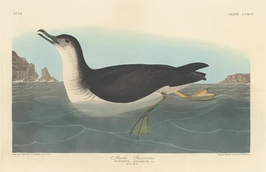 Manks-Sturmtaucher, 1836
