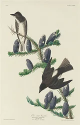 Olivenflankenschnäpper, 1833