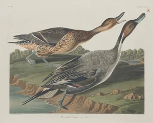 Spießente, 1834.