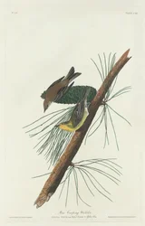 Kriechender Kiefernsänger, 1832