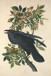 Rabe, 1831