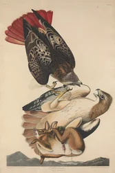 Rotschwanzbussard