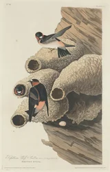 Republikanische Klippenschwalbe, 1829
