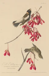Reisammer, 1829