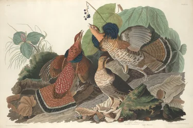 Raufußhuhn, 1828