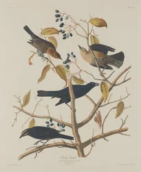 Rostiger Grakle, 1833