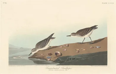Halbpalmenstrandläufer, 1838