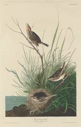 Spitzschwanzfink, 1832.