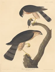 Schnepfenbussard, 1837