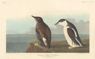 Schmalschnabelalk, 1838