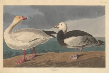 Schneegans, 1837
