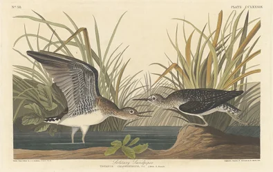 Einsamer Sandpiper