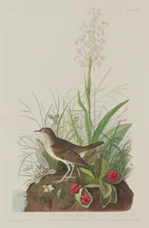 Tawny Drossel, 1833