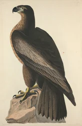 Der Vogel von Washington oder Großer Amerikanischer Seeadler, 1827