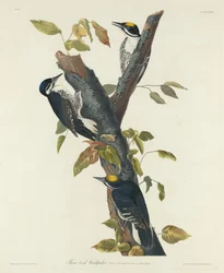 Dreizehenspecht, 1832