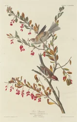 Haussperling, 1834