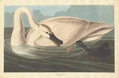 Trompeterschwan, 1838