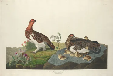 Weidenhuhn, 1834