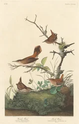 Winterzaunkönig und Felsenzaunkönig, 1837