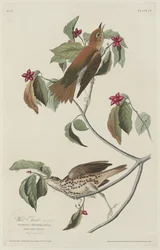 Wald-Drossel, 1829