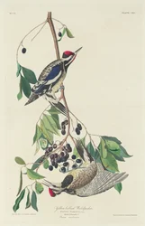 Gelbbauch-Specht, 1834