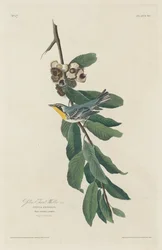 Gelbkehl-Waldsänger, 1830