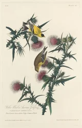 Gelber Vogel oder Amerikanischer Stieglitz, 1828