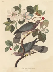 Bandtaube
