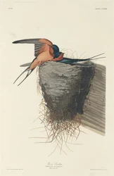 Rauchschwalbe