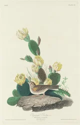Bindenammer
