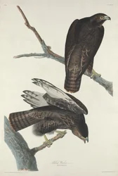Schwarzer Krieger