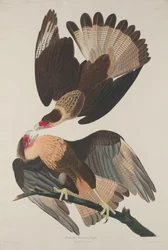 Brasilianischer Karakara-Adler