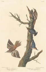 Braunkriecher und kalifornischer Kleiber