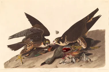 Großfüßiger Falke