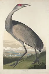 Kranich